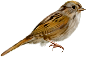 Sparrow PNG-20140